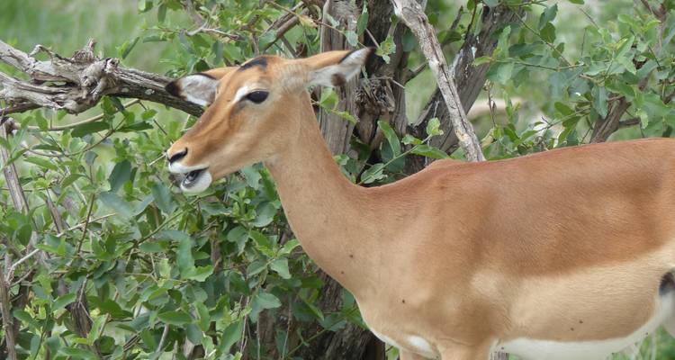 Une antilope près de buissons dans son habitat naturel.