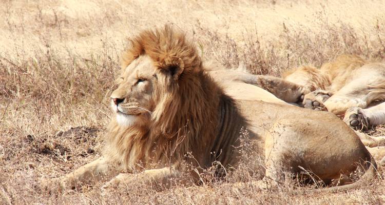 Un lion se reposant dans la savane sèche.