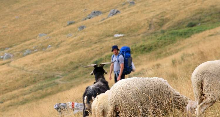 Moutons broutant dans une zone montagneuse avec une personne.