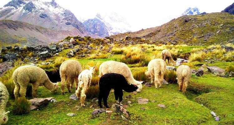 Alpakas grasen in einer bergigen Landschaft.