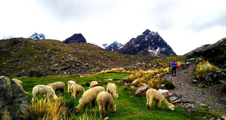 Eine Gruppe von Alpakas in den Bergen mit einem Wanderer in der Nähe.