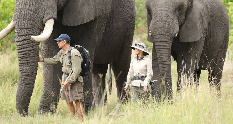 Two people walking beside elephants in the wilderness.
Translation to Dutch:
Twee mensen die naast olifanten lopen in de wildernis.