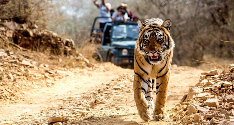 Tijger loopt op een zandpad in een nationaal park met toeristen in een jeep erachter.