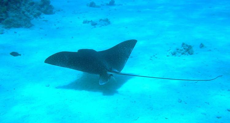 Een pijlstaartrog die zwemt onder water in een heldere blauwe oceaan.