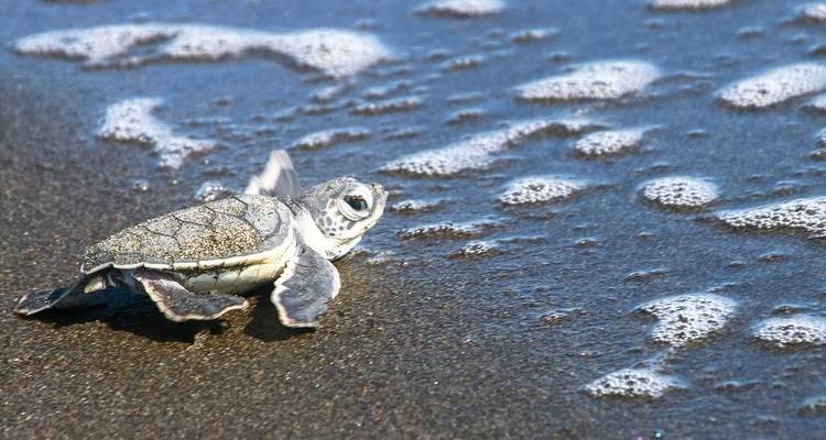 Baby sea turtle making its way towards the ocean on the sandy beach.