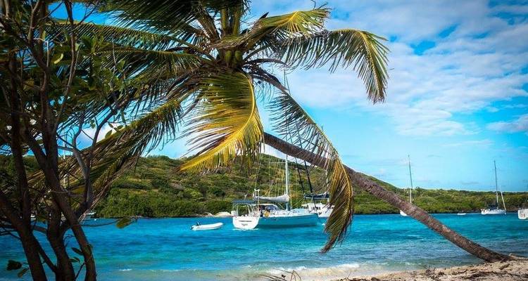 A picturesque view of palm trees by the sea with sailboats in the water.