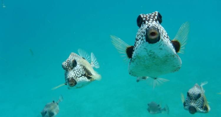 Close-up of exotic fish swimming in clear blue water.