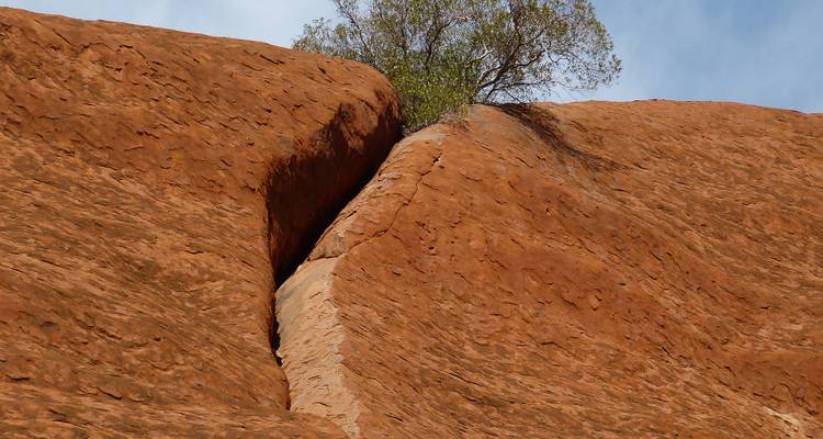 Detail of Uluru’s red sandstone ridge split by a crack with a lone shrub growing from the crevice.