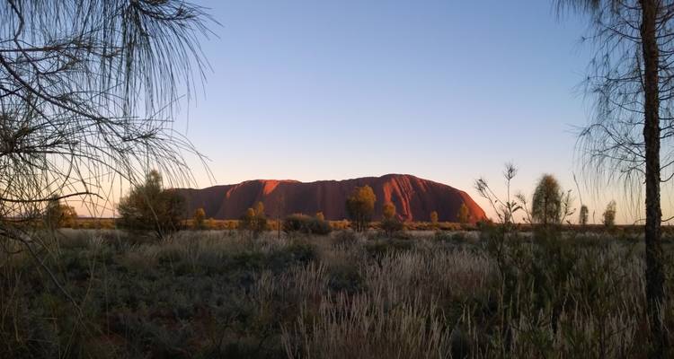 Iconic Uluru glowing orange at sunset framed by desert grasses and silhouetted trees.