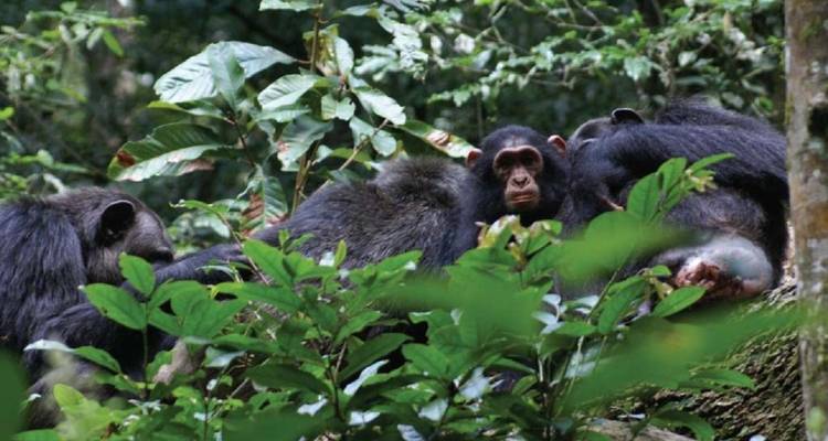 Gruppe von Schimpansen, die sich zwischen dem Laub ausruht.