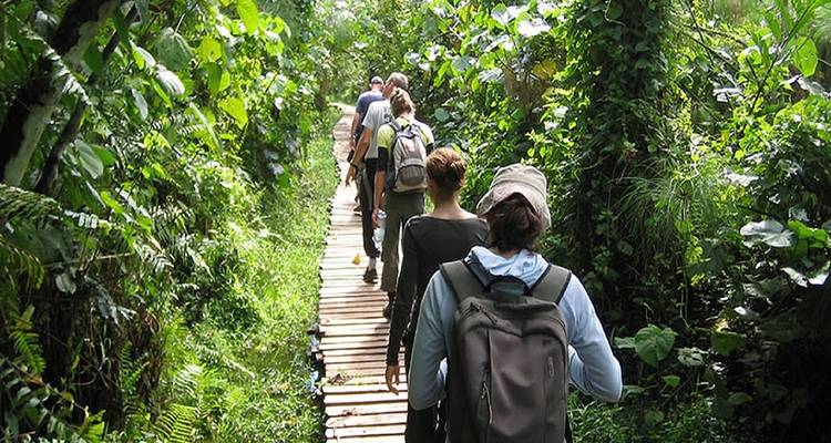 Gruppe von Wanderern, die durch ein üppiges Waldgebiet gehen.