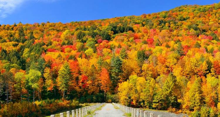 Road surrounded by vibrant autumn foliage in a forest.