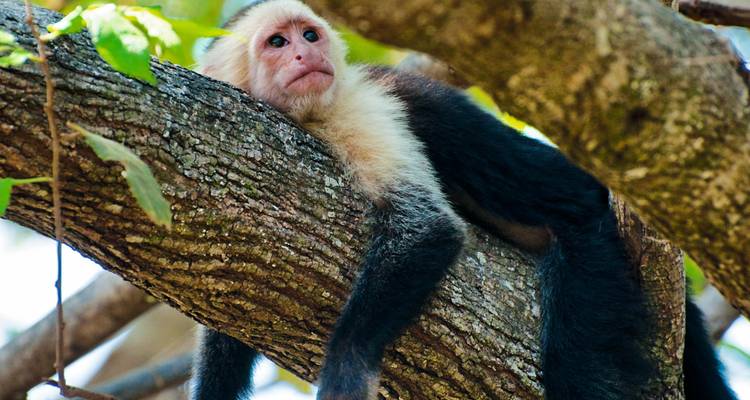 Le singe capucin était étendu paresseusement sur une branche d'arbre épaisse dans la lumière tachetée de la forêt.