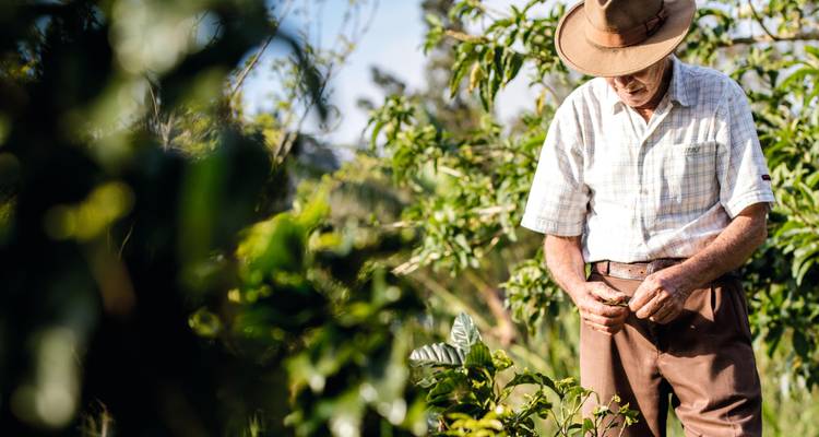Un agriculteur local portant un chapeau inspecte les plants de café dans une plantation luxuriante sous la lumière douce du matin.