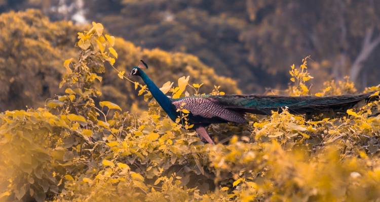 Pfau auf einem Baum mit lebendiger Belaubung.