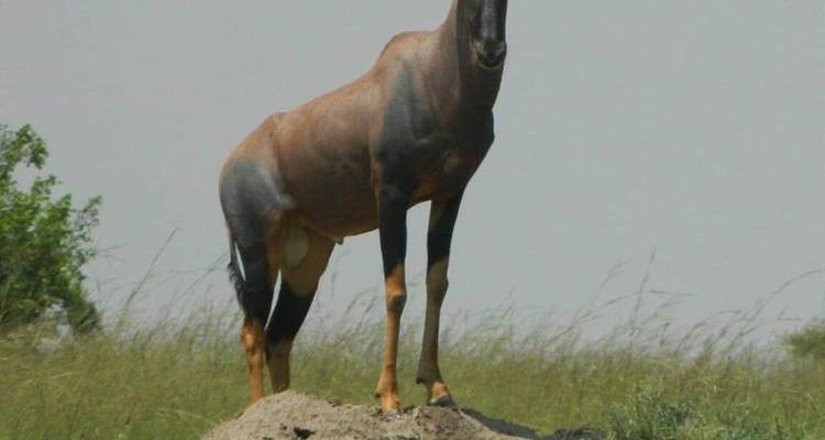 Antilope die op een heuvel in het grasland staat.