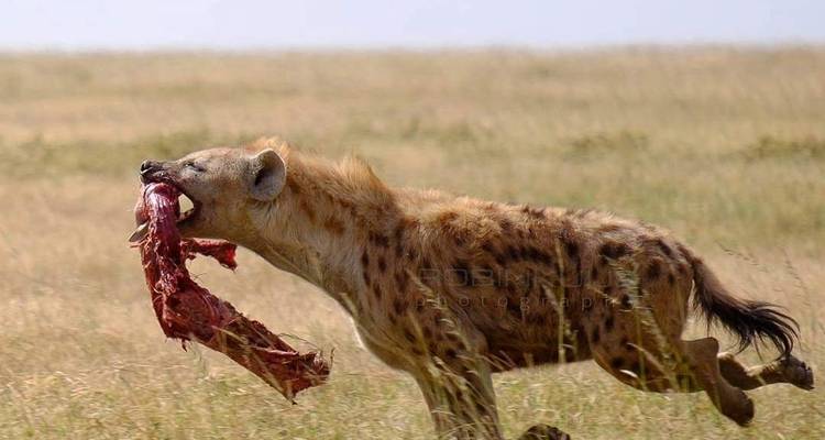 Hyena die rent met een stuk vlees in zijn bek.