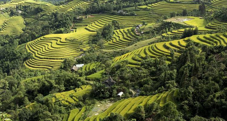 Terrassenförmige Reisfelder mit üppiger Vegetation.