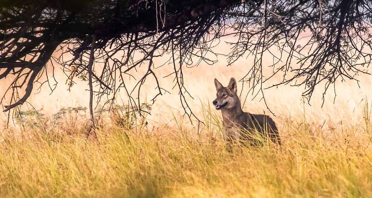 Einzelner Wolf unter einem Baum in einer Graslandschaft