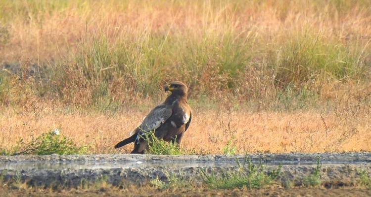 Greifvogel, der auf dem Boden in einem grasbewachsenen Gebiet steht