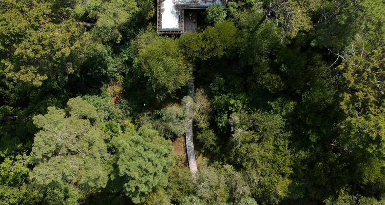 Vista aérea de un bosque denso con un edificio.