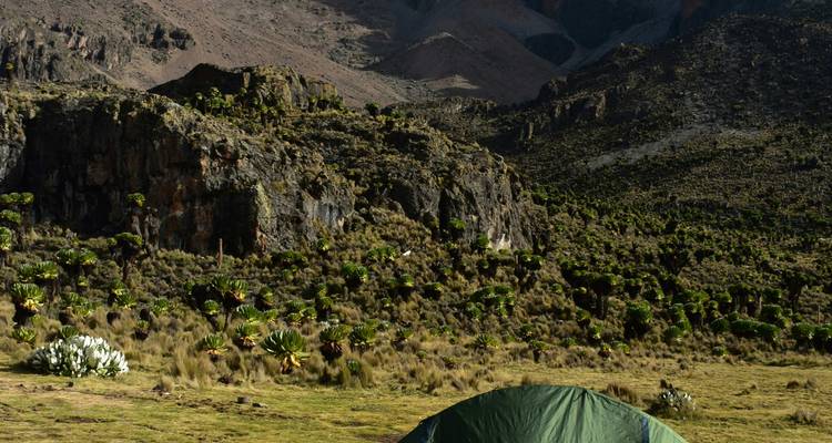 Tent in a mountainous landscape with unique vegetation.