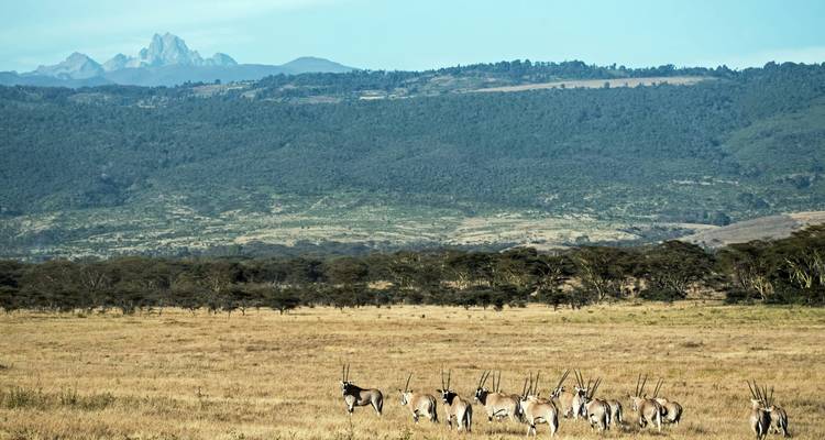 Oryxes grazing with distant mountain view.
