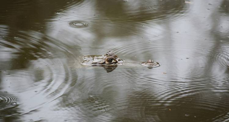 Gros plan des yeux et du museau d'un crocodile émergeant d'une eau immobile.