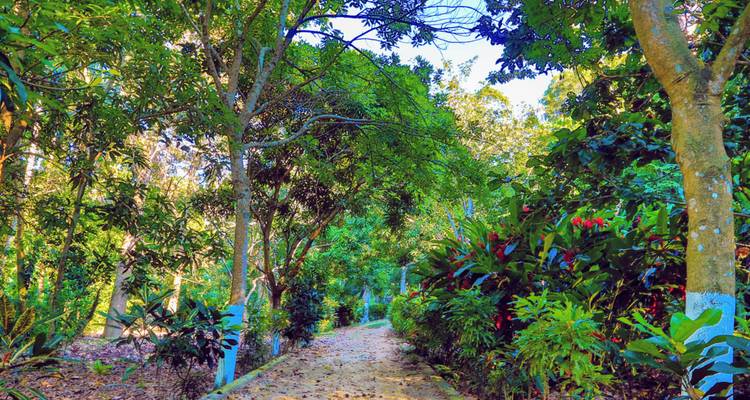Sendero arenoso cubierto de hojas que serpentea a través del exuberante follaje de un jardín tropical vibrante.