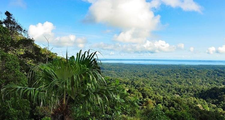 Üppige Waldlandschaft mit einem fernen Blick auf das Meer.