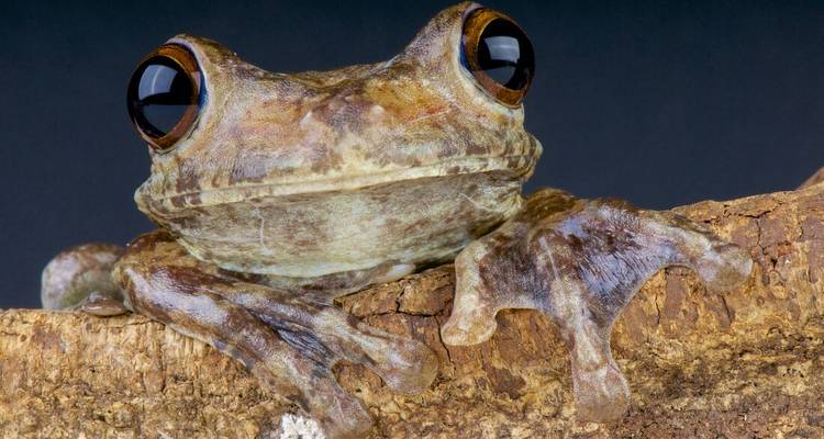 Primer plano de una gran rana arbórea encaramada en la corteza, con sus grandes ojos reflejando la luz.