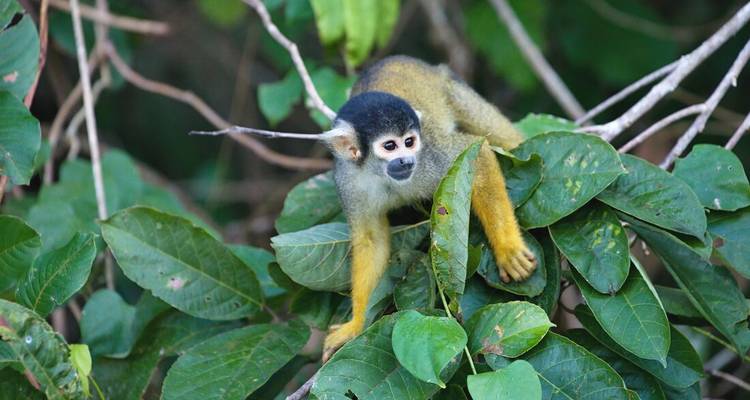 Un mono ardilla asoma entre las ramas frondosas de la selva tropical.