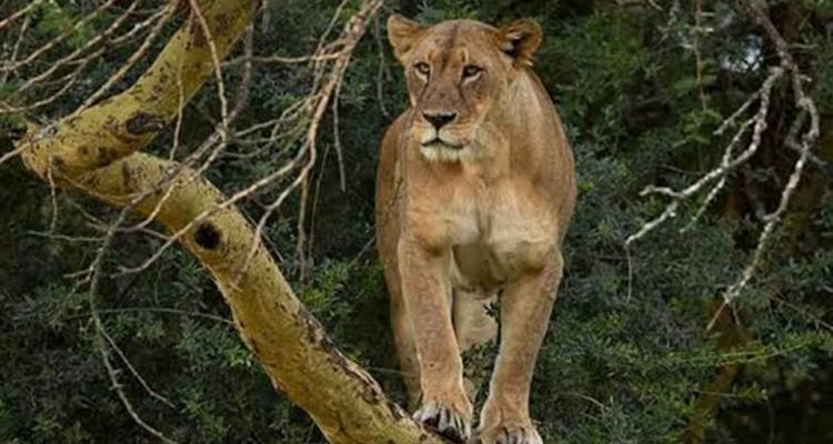 Löwin, die auf einem Ast steht.