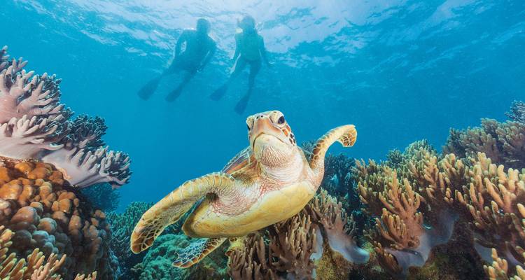 Zeeschildpad zwemmend tussen koraal met snorkelaars.