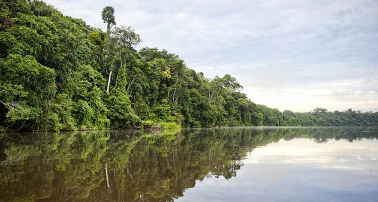 Üppiger Amazonas-Regenwald mit ruhigem, spiegelndem Wasser.