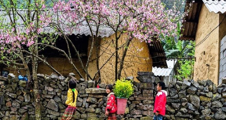 Kinder gehen an einer Steinmauer unter einem Baum mit rosa Blüten vorbei.