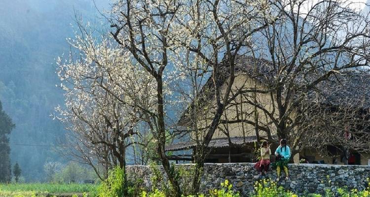 Menschen, die bei einem traditionellen Haus unter blütenbeladenen Bäumen sitzen.