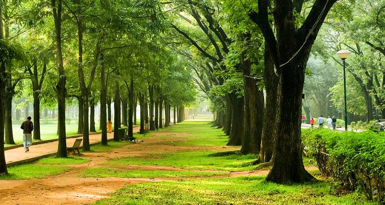 Baumgesäumter Weg in einem grünen Park.