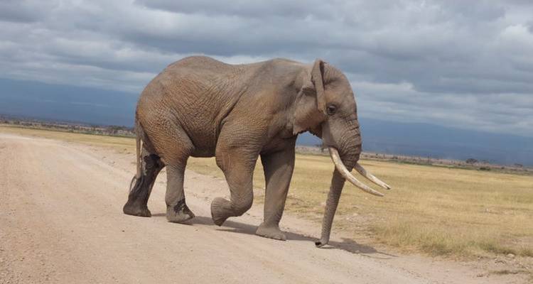 An elephant walking along a dirt road in a vast savannah.