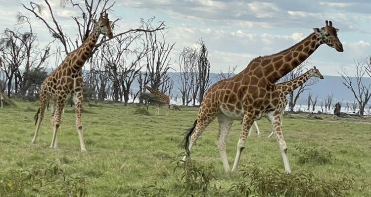 Several giraffes walking on lush green grass with trees in the background.