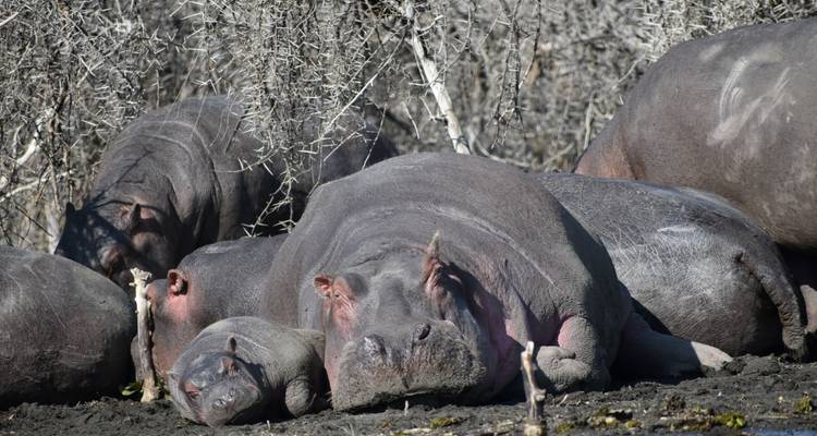Nijlpaarden die rusten op een modderige rivieroever.
