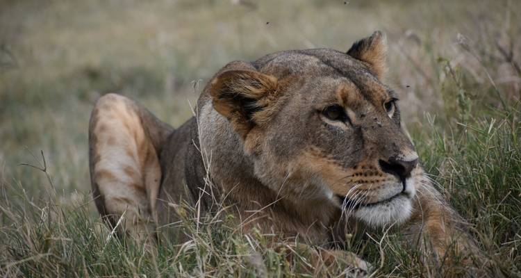 Leeuwin liggend op het gras kijkend naar de omgeving.