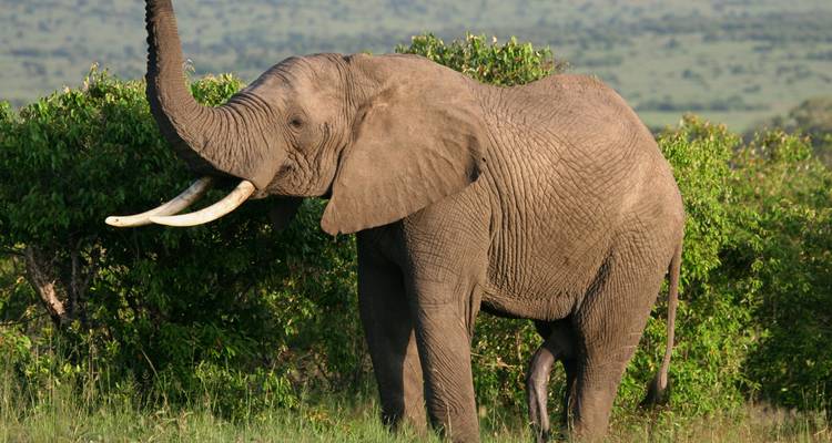 Éléphant levant sa trompe dans une savane herbeuse.