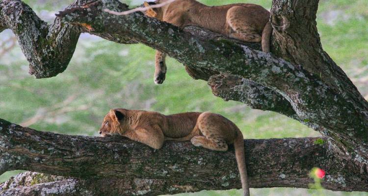 Trois lions se prélassant sur les branches d'un grand arbre.