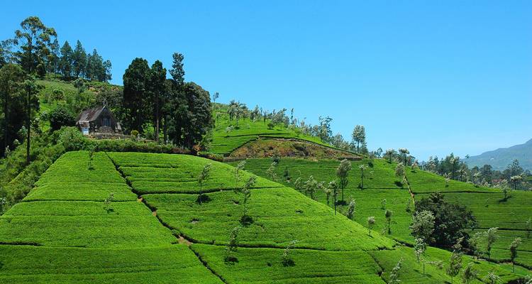 Extensas y vibrantes plantaciones de té verde se extienden por colinas ondulantes bajo un cielo despejado.