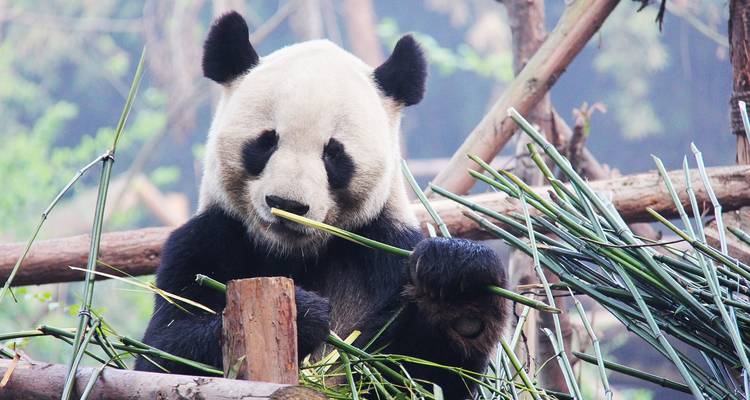 Un panda comiendo bambú en su hábitat natural.