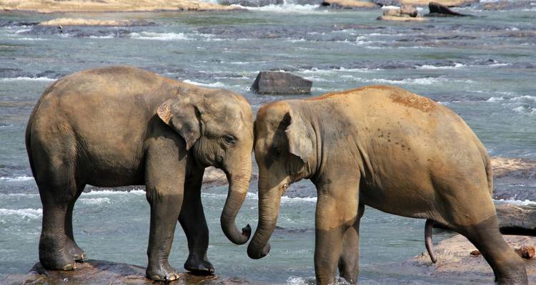 Deux éléphants interagissant en se tenant debout dans une rivière rocailleuse.