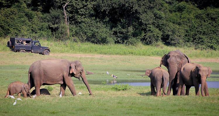 Troupeau d'éléphants dans un champ herbeux avec un véhicule de safari à proximité.