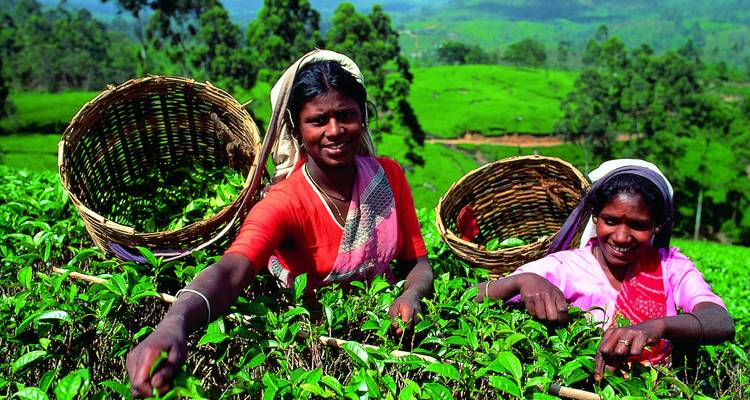 Trabajadores de plantaciones de té sonriendo mientras recogen hojas verdes frescas en las tierras altas