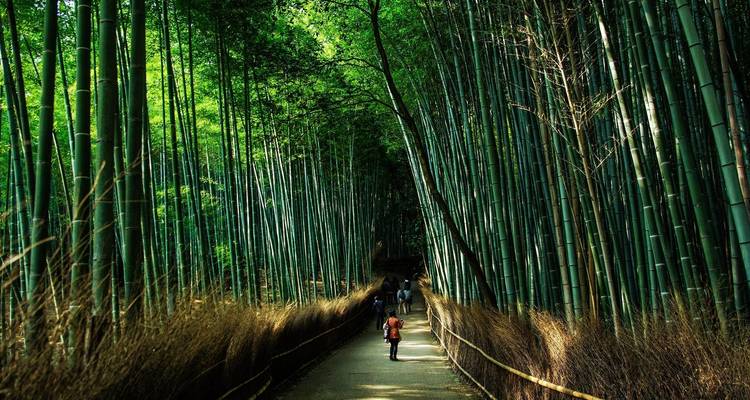 Bosque de bambú con un sendero y gente caminando, entorno verde y exuberante.